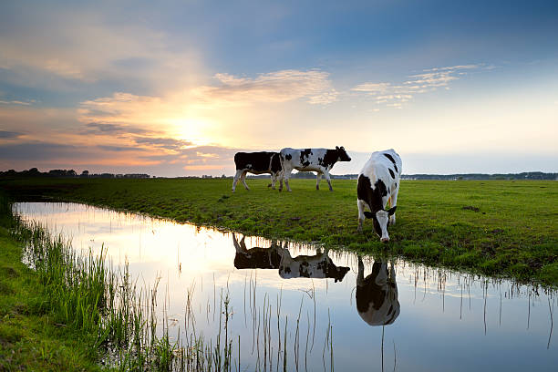istock cows grazing on pasture at sunset 471705035