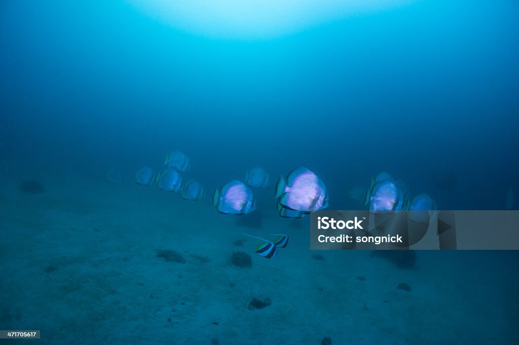 Pesce pipistrello - Foto stock royalty-free di Ambientazione esterna