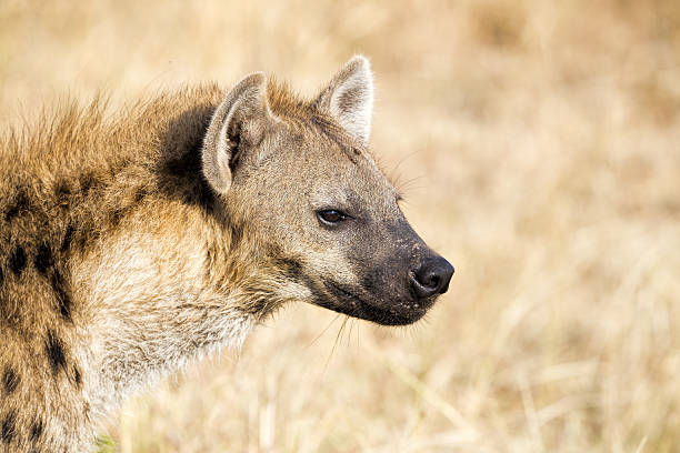 istock Spotted Hyena portrait 471706075