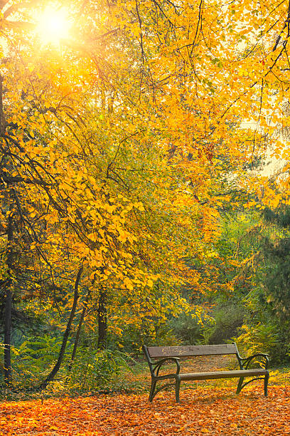 istock Autumn a park bench in Hungary 471706173