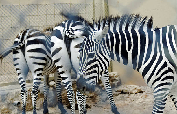 istock Wild Zebra socialising in Africa 471706479