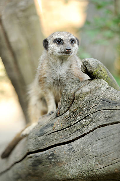 istock Meerkat standing upright and looking alert 471706921