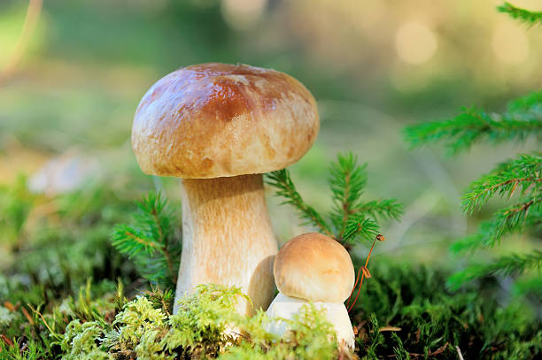istock Boletus mushroom in the forest 471707161