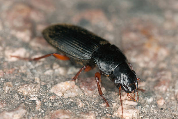 istock Ground beetle, carabidae on rock, macro photo 471707179