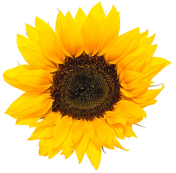 istock Sunflower Head isolated on white 471707187