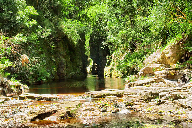 Green canyon with tea-water river. Shot on the Otter trail in the Tsitsikamma National Park, Garden Route area, Western Cape, South Africa...