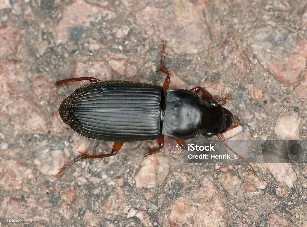 Ground beetle, carabidae on rock, macro photo Ground beetle, carabidae on rock, macro photo  Animal Stock Photo