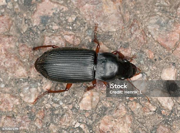 Ground Beetle Carabidae On Rock Macro Photo Stock Photo - Download Image Now - Animal, Animal Antenna, Animal Wildlife