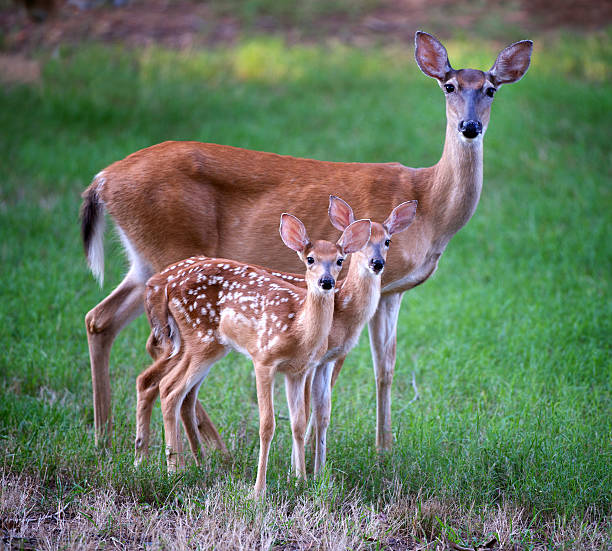 istock Whitetail Deer Family 471707417
