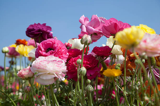 Cтоковое фото Поле Ранункулюс цветы