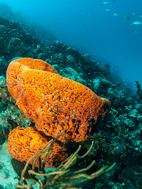 istock Underwater coral reef Agelas clathrodes (Orange Elephant Ear Spo 471707513