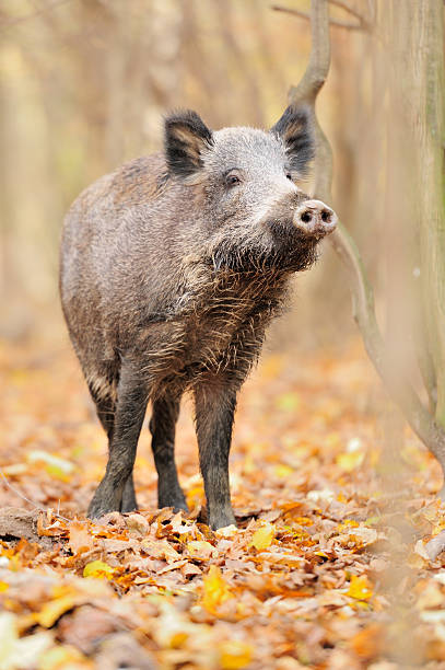 istock Wild boar in autumn forest 471707677