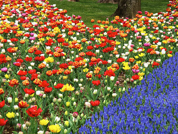 istock Garden of tulips 471707683