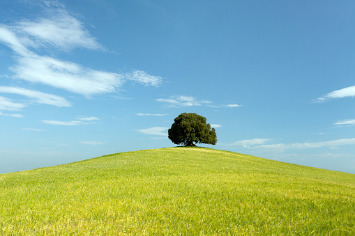 Green meadow with a single tree and blue sky in Tuscany