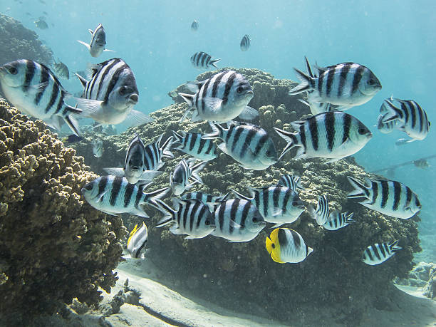 istock School of tropical reef fish 471708101