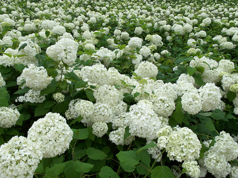 A close-up of a bush of lush hydrangea flowers in bloom, with soft, velvety petals