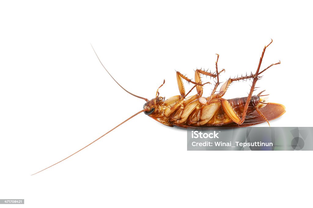 Dead cockroach Dead cockroach on white background Animal Stock Photo