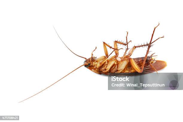 Dead Cockroach Stock Photo - Download Image Now - Animal, Brown, Close-up