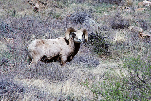 istock North American Big Horn Sheep 471708595