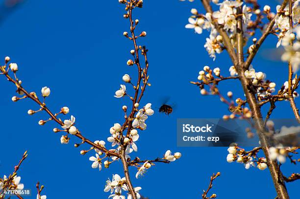 Bumblebee Stock Photo - Download Image Now - 2015, Aromatherapy, Bumblebee