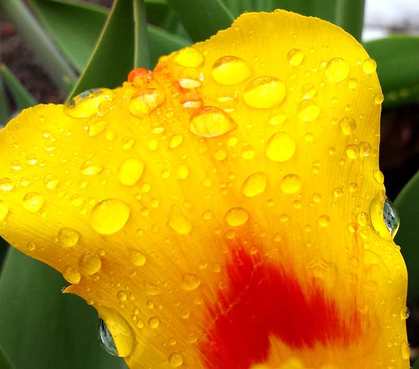 Tulip Petal In the Rain A freshly rained upon tulip petal in spring, Boulder, Colorado april showers may flowers stock pictures, royalty-free photos & images