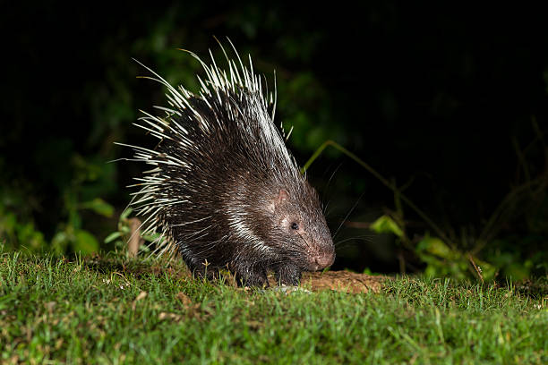 istock Nocturnal animals Malayan porcupine(Hystrix brachyura) 471708982