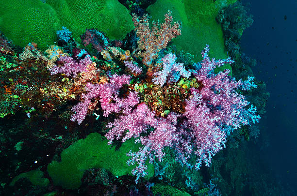 istock Soft coral colony , Similan island Thailand 471709033