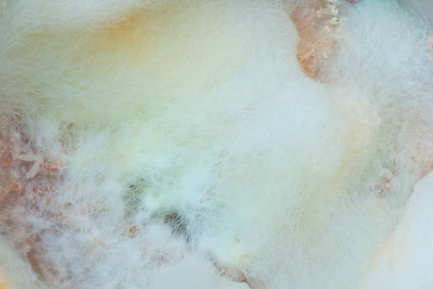 istock mould or fungi background 471709237