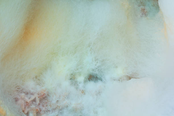 istock mould or fungi background 471709255