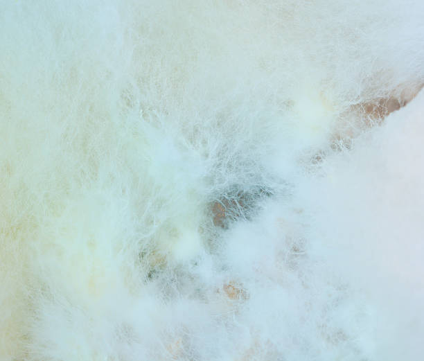 istock mould or fungi background 471709293