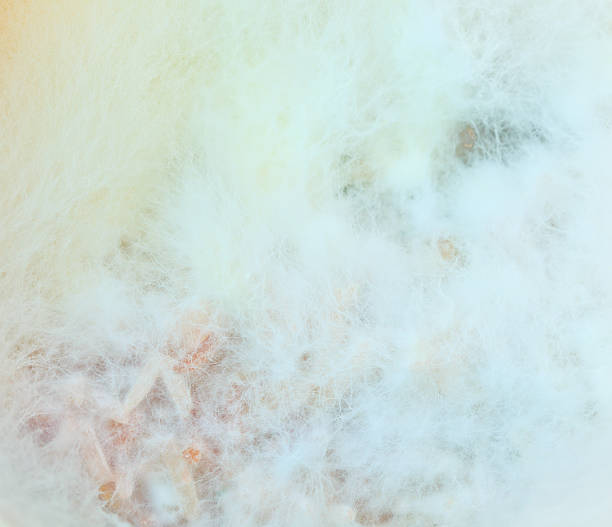 istock mould or fungi background 471709323