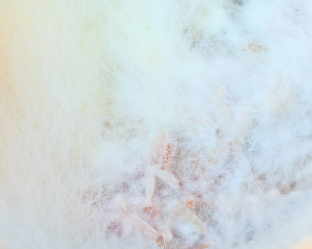 istock mould or fungi background 471709347