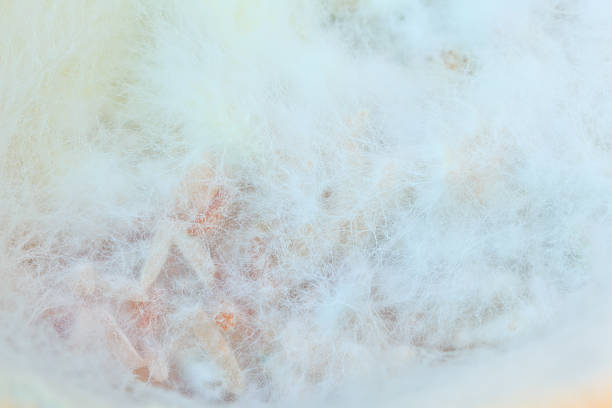 istock mould or fungi background 471709357