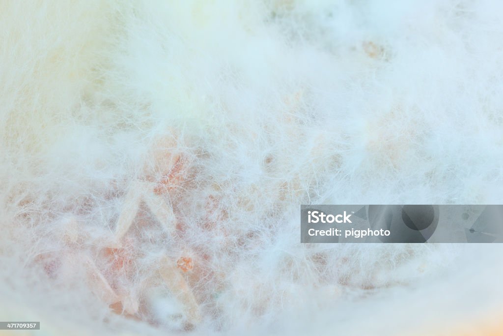 Bolores ou fungos fundo - Royalty-free Abstrato Foto de stock