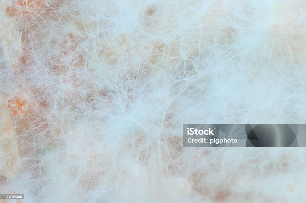 Matrici o funghi sfondo - Foto stock royalty-free di Colonia di animali