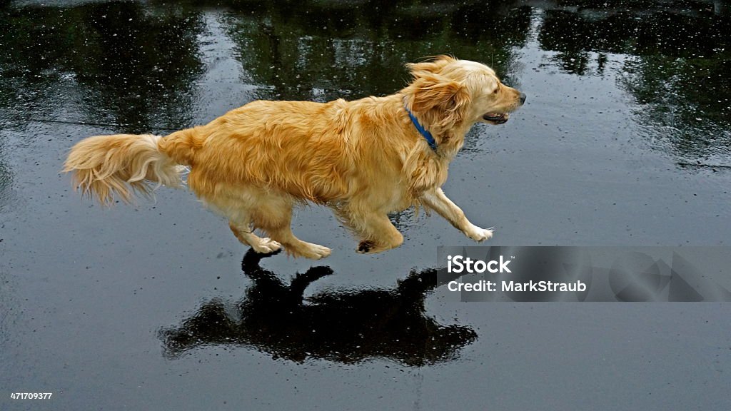 Golden Retriever funcionamiento - Foto de stock de Actividad libre de derechos