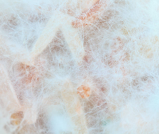 곰팡이, 균류 배경기술 - mold petri dish mildew agar jelly 뉴스 사진 이미지