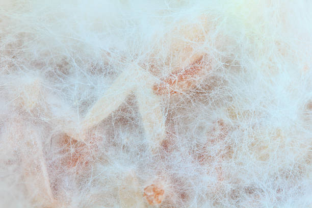 곰팡이, 균류 배경기술 - mold petri dish mildew agar jelly 뉴스 사진 이미지