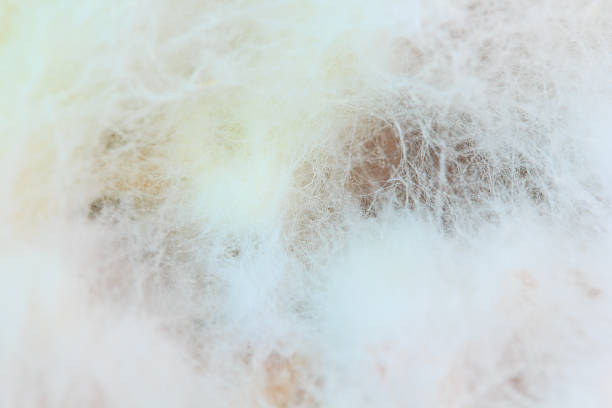 istock mould or fungi background 471709483