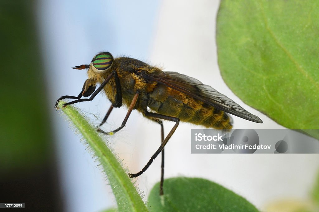 winged insect - Lizenzfrei Blatt - Pflanzenbestandteile Stock-Foto