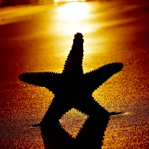 the silhouette of a seastar with backlight on the shore of a beach at sunset