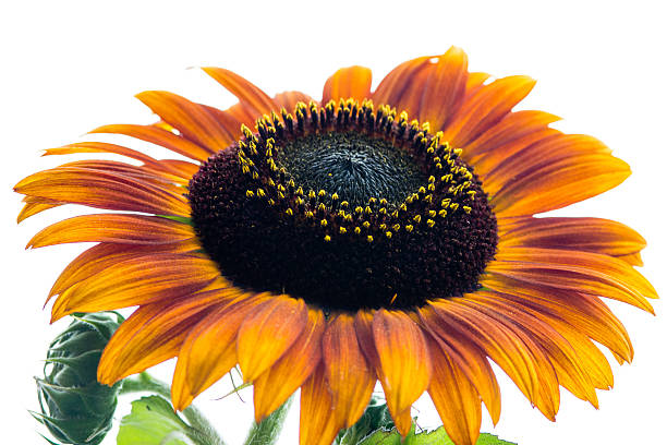 istock Sunflower with seeds and pollen isolated on white 471710347