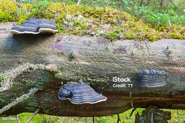 Polypores Stockfoto und mehr Bilder von Alt - Alt, Aufnahme von unten, Baum