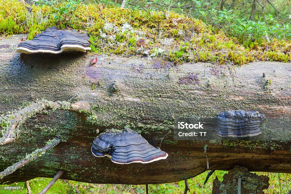 Polypores - Royalty-free Antigo Foto de stock