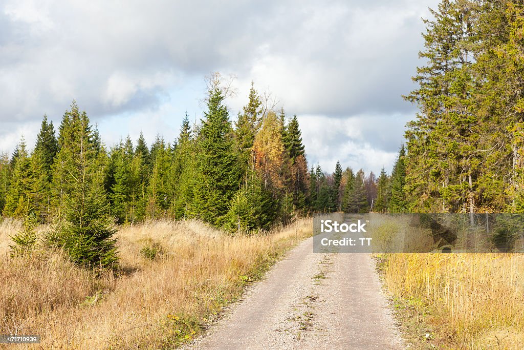 Pista de Mountain Bike - Foto de stock de Beleza natural - Natureza royalty-free