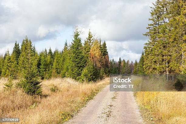 Foto de Pista De Mountain Bike e mais fotos de stock de Beleza natural - Natureza - Beleza natural - Natureza, Bosque - Floresta, Cena Não-urbana