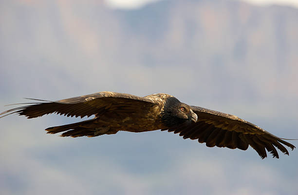 istock Lammergeyer or Bearded Vulture 471711043