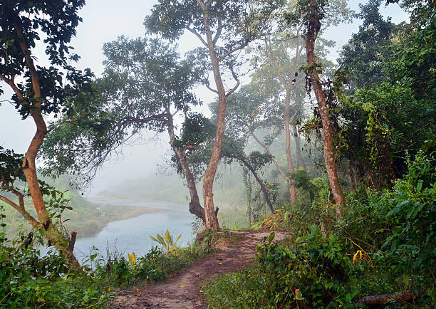 Jungle in Royal Chitwan National Park stock photo