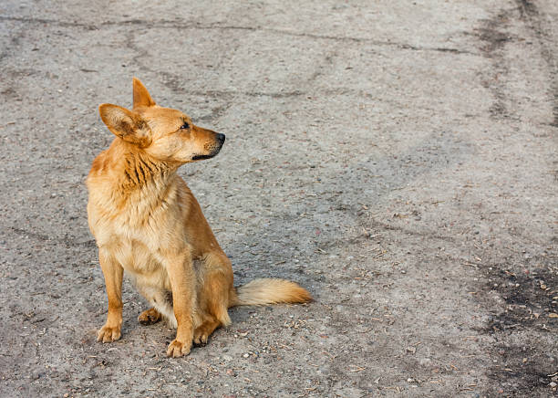 istock Red dog sitting on the road 471711891
