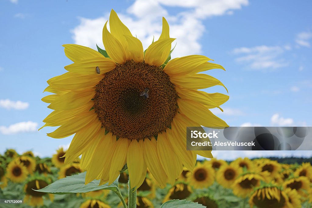 - Sonnenblume - Lizenzfrei Blau Stock-Foto